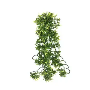 Populär Komodo Skydd för reptiler Croton Plant