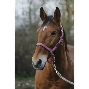 Equithème Hästgrimma i nylon Spring